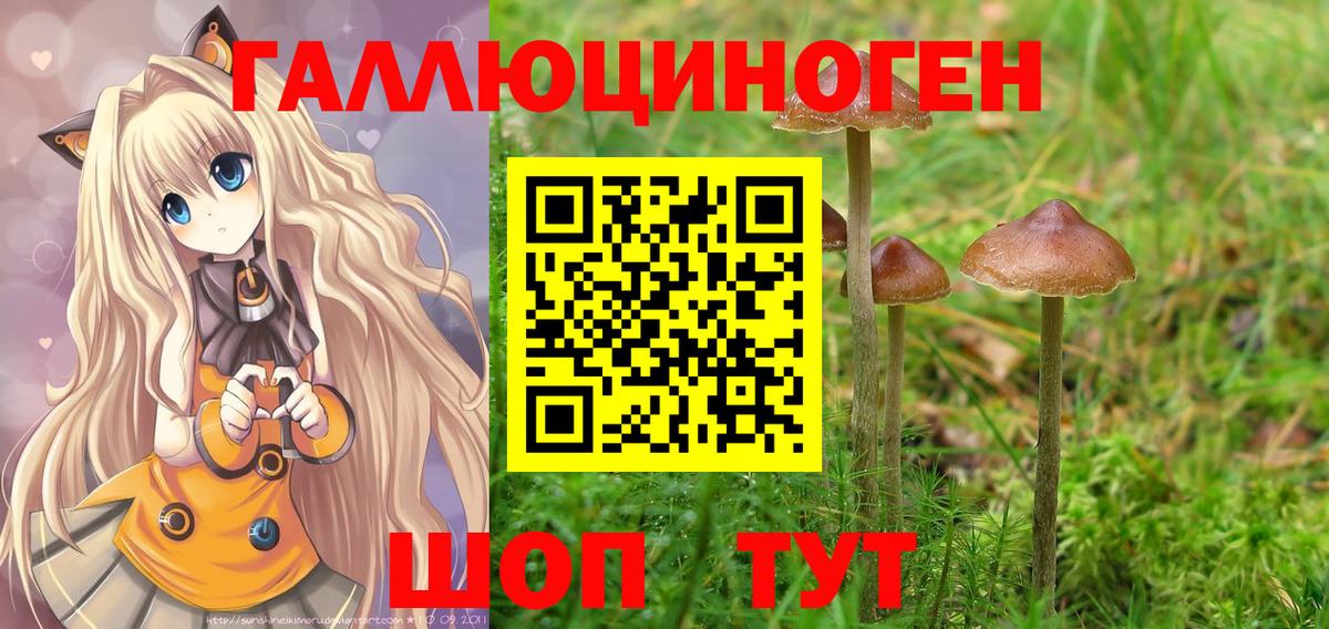 Галлюциногенные грибы Psilocybe  Вход с VPN  Владикавказ 